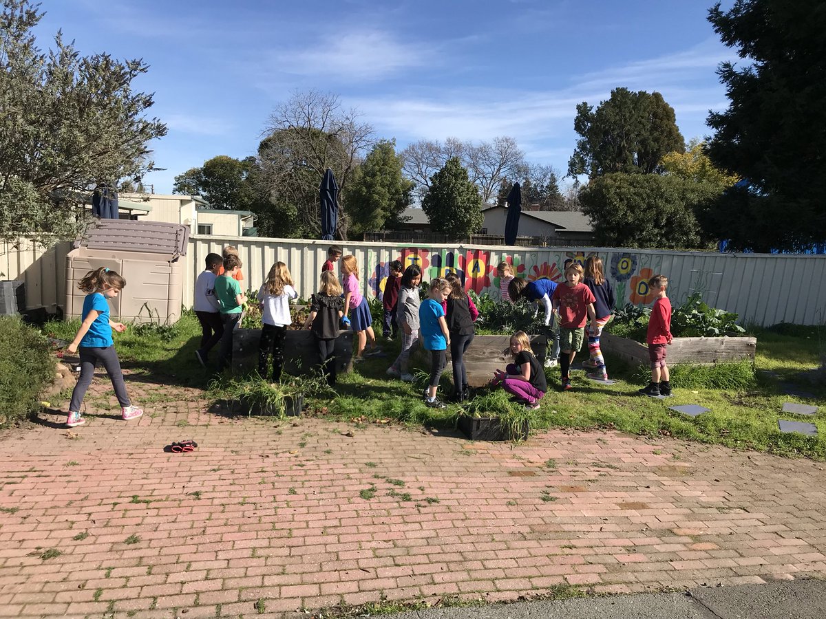 MrsRowe_1's tweet photo. Ss enjoying the gorgeous day and weeding the abundant garden! @strandwoodel #mdusd https://t.co/oEOjpcS1LH