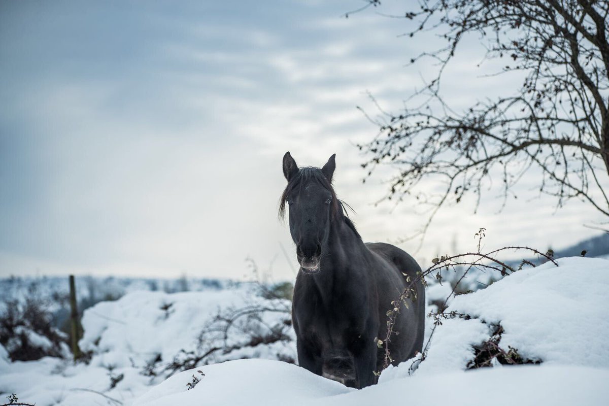 ttcreativos's tweet photo. Frío ❄️❄️❄️ #valledeocon #larioja #nieve #frío #snow #cold #winter  #caballo #horselove #horse https://t.co/ei6on60k2r