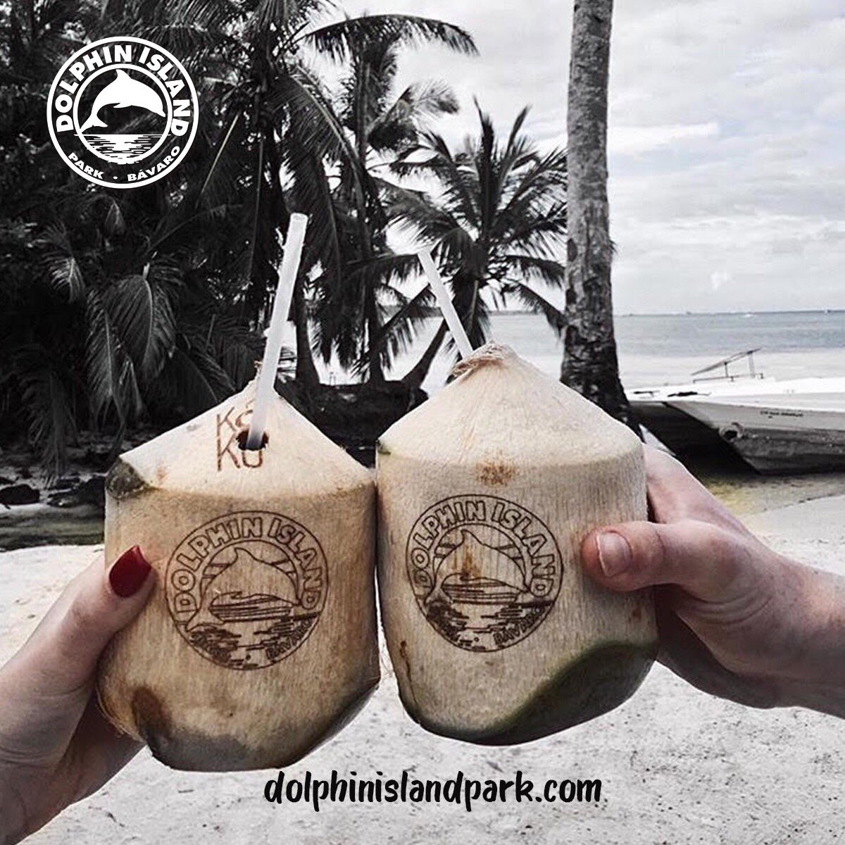 DolphinIslandP's tweet photo. Cheers for an amazing #vacation in #Paradise 
Dreams come true in @DolphinIslandP https://t.co/1WN5EE7PlT #CoconutWater https://t.co/CdEEUsAoFH