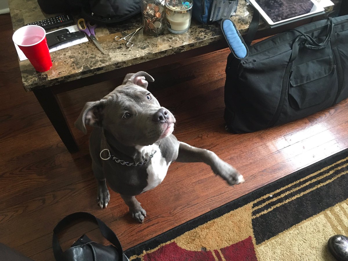 petcallsdvm's tweet photo. Milo knows just what to do to get his post-exam treats! 

#DogsOfTwitter #dogs #detroit #dogs_of_instagram https://t.co/w6zscUsoUt