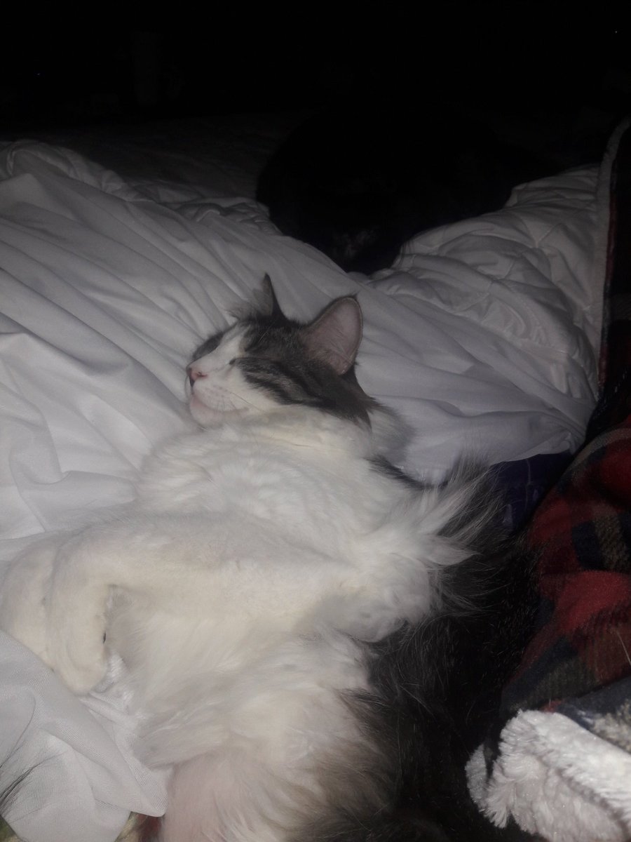 Tencat_'s tweet image. Tencat love &amp;lt;3