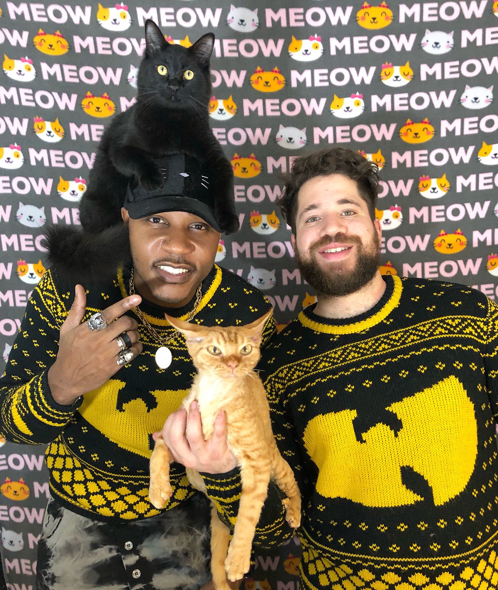 Cats hotsell around me