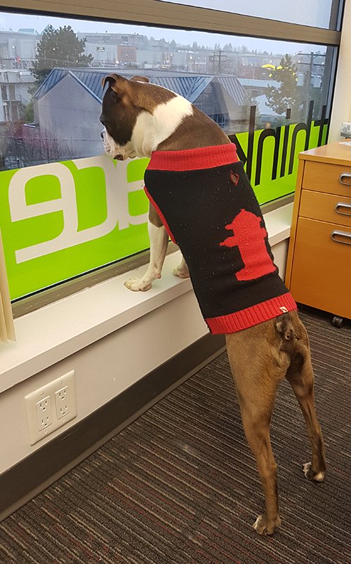 ThinkspaceArch's tweet image. Our Friday team member - Barley! #officedog