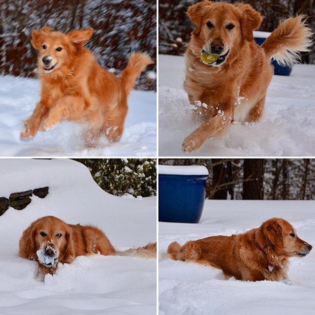 HamptnRetrievrs's tweet image. George &amp;amp; Gracie. 
For every action there is an equal and opposite inaction. 🐾
#dogphysics #atplay #atrest #snowdog #rescuedog #pups #goldenretriever #petsofinstagram #instadogs #golden #pupstagram #dog #dailyfluff #bestwoof #doglife #doglove #dailyba… ift.tt/2nCB0Rq