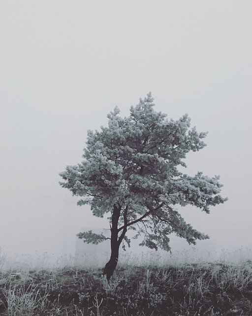 Primitive_Style's tweet image. Photo By godamned | Pixabay 
 #tree #nature #beauty #beauty #beautyblogger #beautyblog #beautyful #beautycare