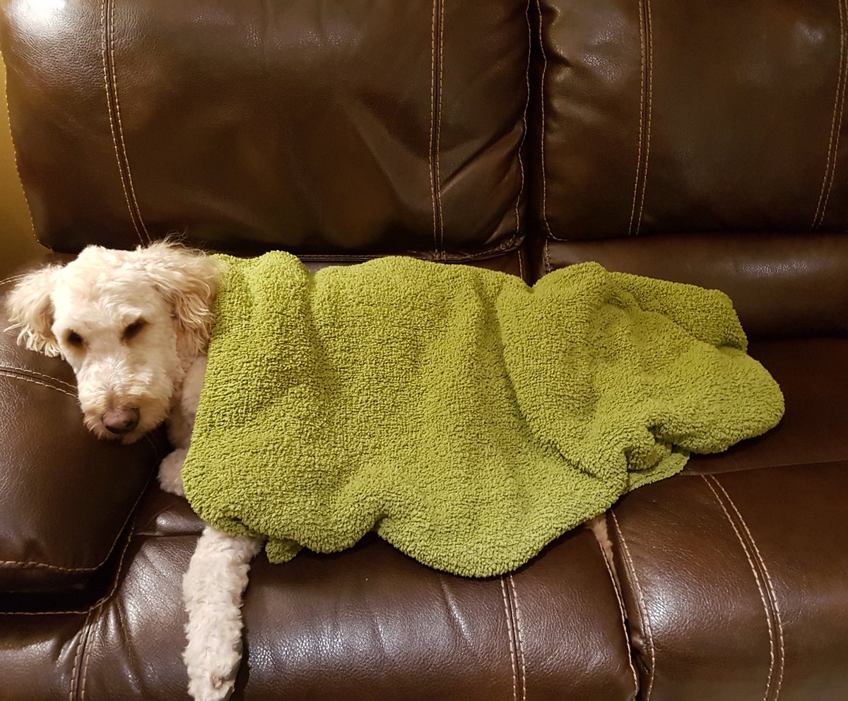 nellie_correia's tweet photo. It's cold outside! Mom, get your pjs, own blanket & join me on the couch for movie night #dogcaption #dogspaDay #2cute https://t.co/12U41pVhH3