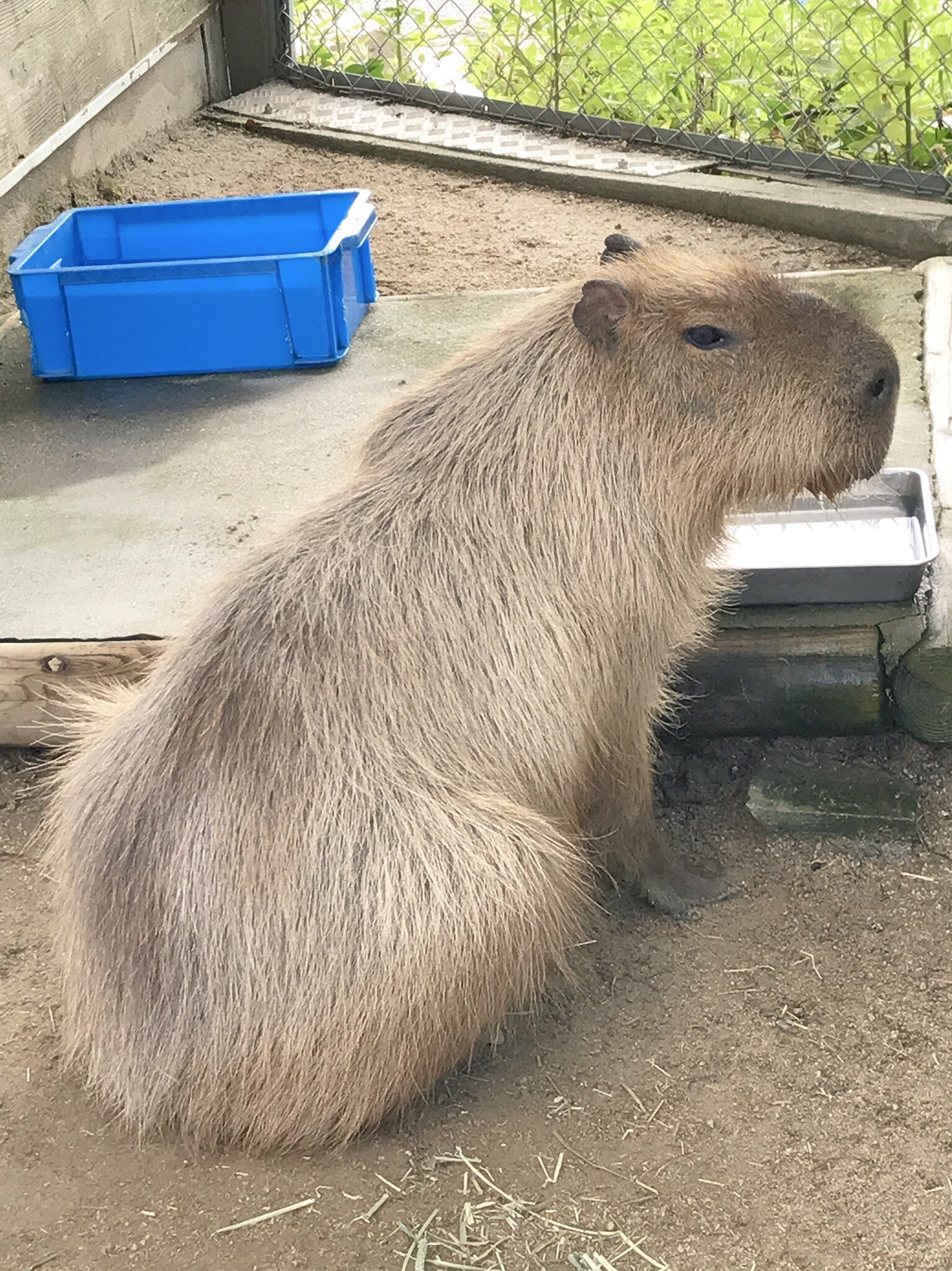 淡路ファームパーク イングランドの丘 公式 今日は節分ですね 何か鬼 に関する生き物はいないかということで和名 オニテンジクネズミ 鬼天竺鼠 ことカピバラがいました カピバラの和名の由来については過去にブログで紹介していました こちらも