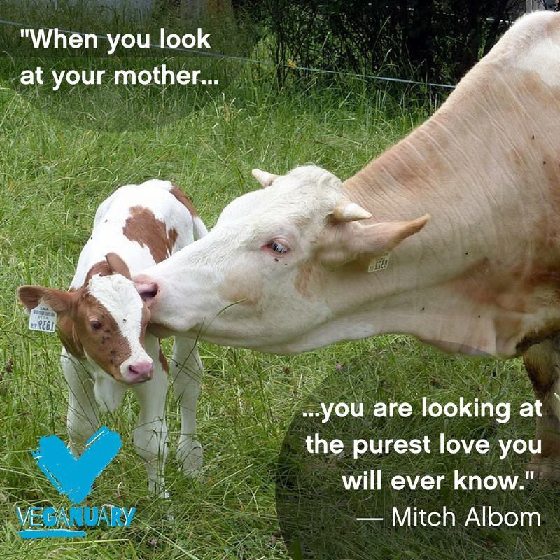 veganuary's tweet photo. Cow's produce milk because they have had a baby, their baby is then taken from them so people can drink their milk.
In a world where there is an abundance of dairy alternatives, try vegan at https://t.co/IaIRfZLk3W and get support in ditching dairy 🐮
#Februdairy #DairyIsScary https://t.co/EyoMp1djxN