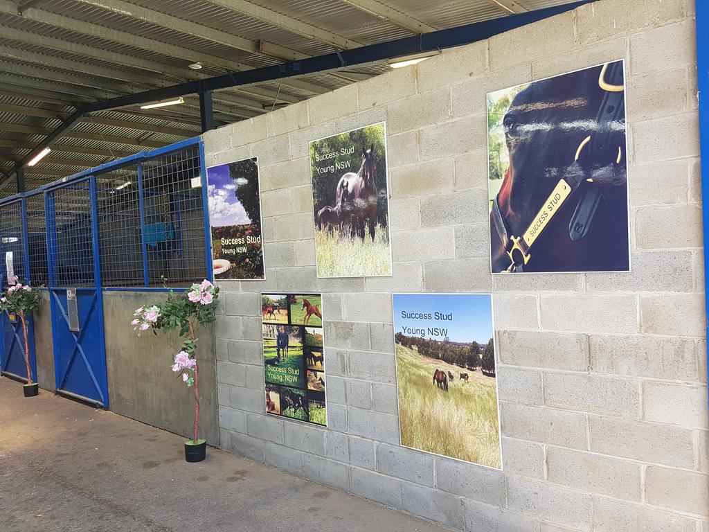 SuccessStud's tweet photo. Shop front open... inspections well underway
#50yearsofsuccess #horsesmylife #2018yearlingsales @AustPacingGold https://t.co/2wbLx4BNDd
