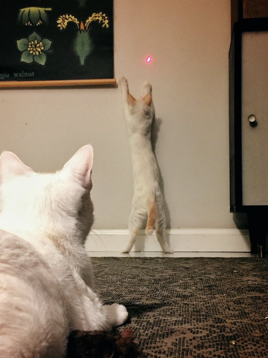 rxscabin's tweet photo. RT @leroyeveryday: https://t.co/mL4ZtwqCtW #laserkitty