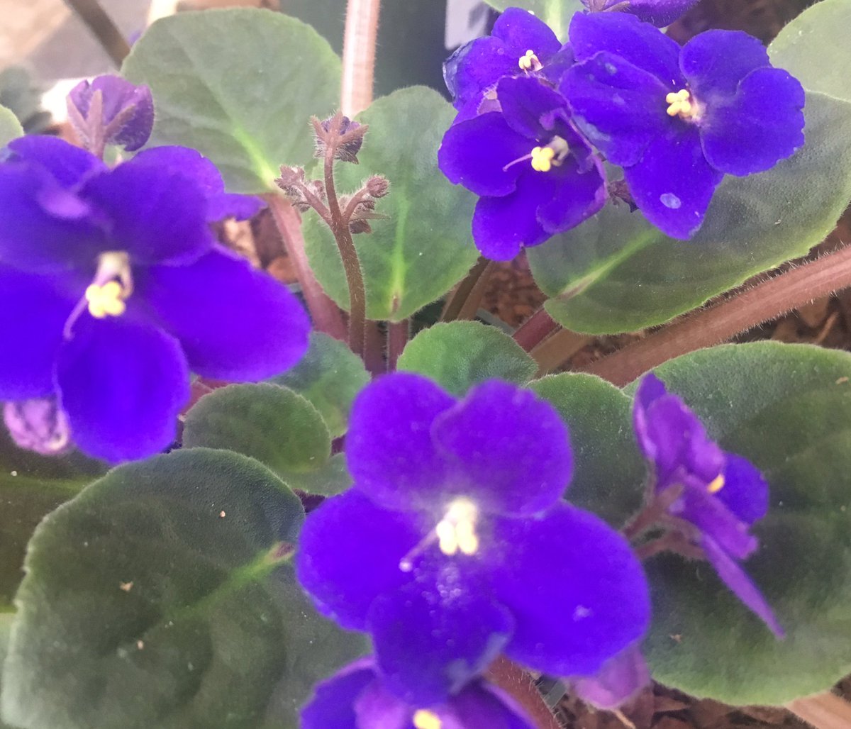 BushnellGardens's tweet image. And the winner goes to..African Violets.  They love the home temperature of 65-70 at night and 75 or higher for days. #pickuptoday