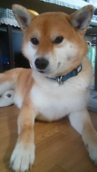 迷子ペット Net 迷子犬の掲示板 神奈川県相模原市南区で柴犬が迷子です 情報提供と拡散お願いします 迷子犬 迷い犬 神奈川県 相模原市 T Co N9yyfdkqbq 迷子ペット Net 迷子犬の掲示板 神奈川県相模原市南区で柴犬が迷子です 情報提供と拡散お願いします 迷子犬 迷い犬 神奈川県 相模原市 T Co N9yyfdkqbq