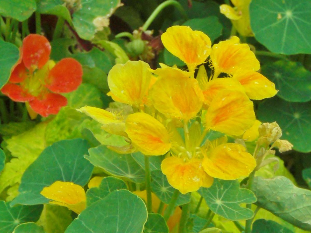 ナスターシャム