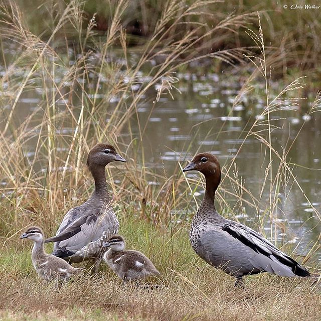WildRedlands's tweet photo. Australian Wood Duck family in Henry Ziegenfusz Park this morning. #australianwoodducks #henryziegenfuszpark #redlandsanyday #redlandcitycouncil #australianwoodduck #ducksofinstagram #clevelandqld #ducklings #brisbanebirds #brisbaneanyday #canon400mm #caโฆ https://t.co/lu7elnPROq https://t.co/1LiY7XYxCE