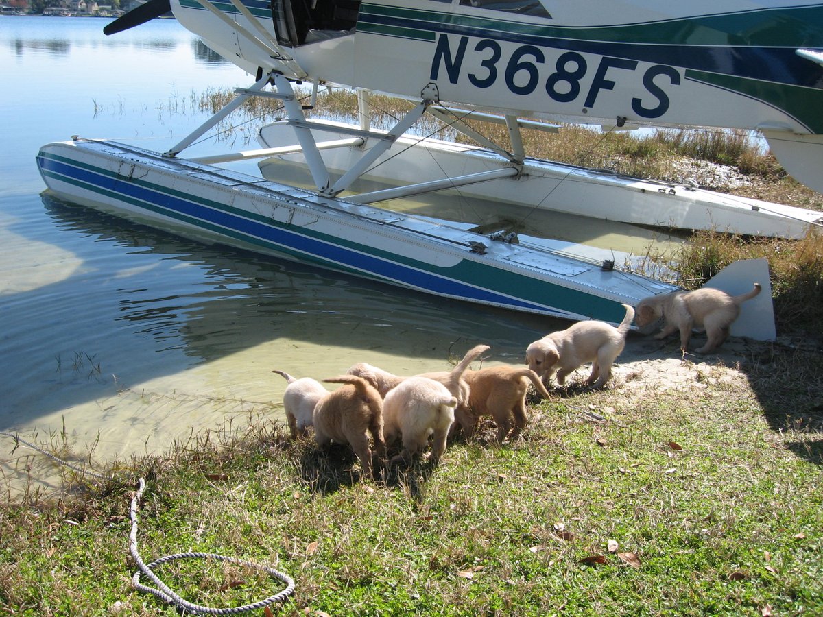 FunkyPilot_Vesa's tweet photo. How wants to fly a #seaplane? Puppies it seems ๐คฃ#funkypilot, #flying, #doglovers Had great time flying seaplanes in #Florida few years ago! ๐ https://t.co/4tgFyJNoCo