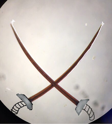XuHanny's tweet photo. 噬血双刀blade warrior —Lance lacewings #larva #Osmylidae #lancelacewings https://t.co/WZx1GF8tav