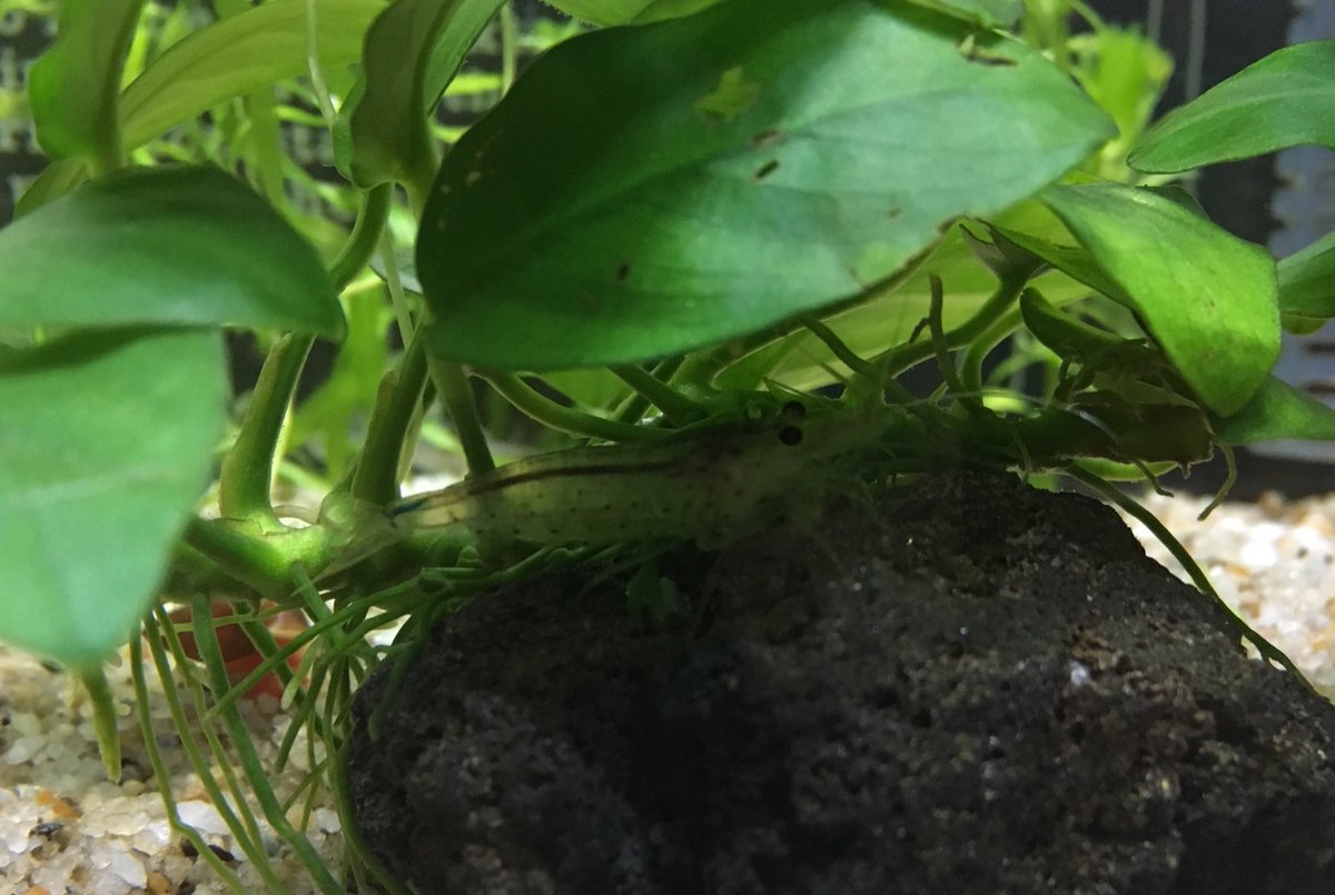 えびちゃん ヤマトヌマエビ愛好家 水槽への影響が気になり使用を止めた物 殺虫剤 アースジェット等 置き型コンバットに変更 芳香剤 アロマ等 なし 除菌剤 クレベリン等 ウェットティッシュタイプに変更 消臭剤 リセッシュ等 夜間