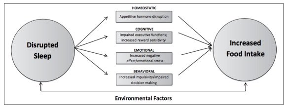 j_haudum's tweet photo. #nutrition has an influence on your #sleepquality. Bad food ⬇️ #sleep quality.#Sleeplatency/quality can be shortened/improved w/ the right food. A good plan helps athletes to sleep well.
Sleep influences your diet.Little/poor sleep➡️ poor food choices, ⬆️ kcal. #sportnutrix https://t.co/zXnaDabD1F