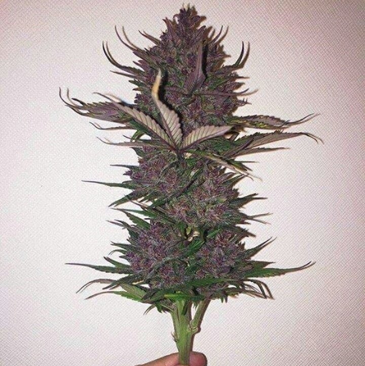420SmokingClub's tweet photo. There is a whole process before we can smoke the fruits of our plant. https://t.co/QF791oKglk