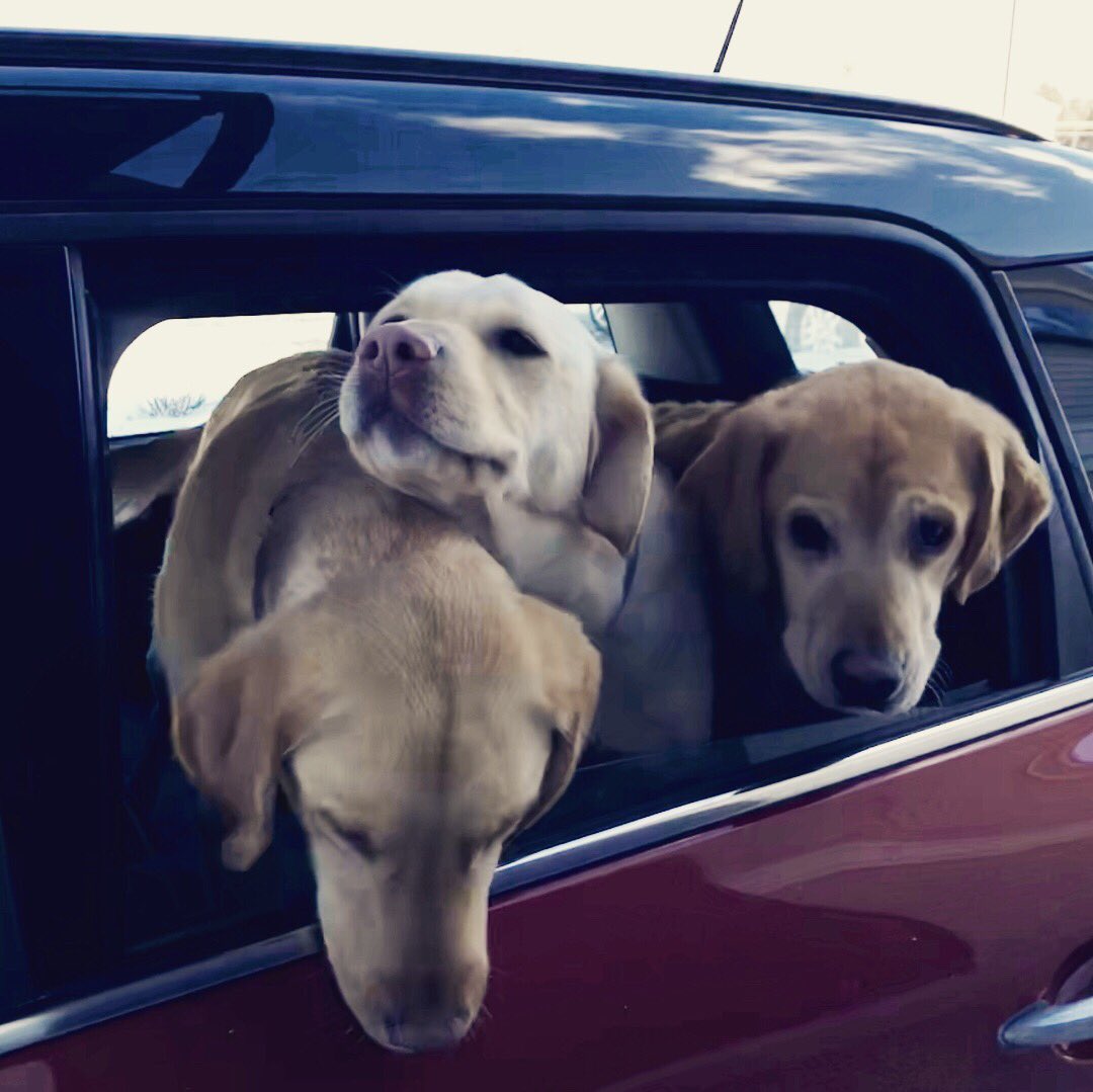 Rebecca_Grace's tweet photo. sometimes customers are real dicks but then other times, #drivethrudogs https://t.co/fviRjiU7pO