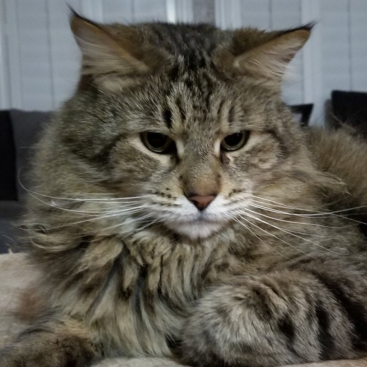 thecatbarf's tweet photo. Big #cats love playing too... #maineCoone #catLife #tabby #catsoftwitter https://t.co/nG6Imru0dS