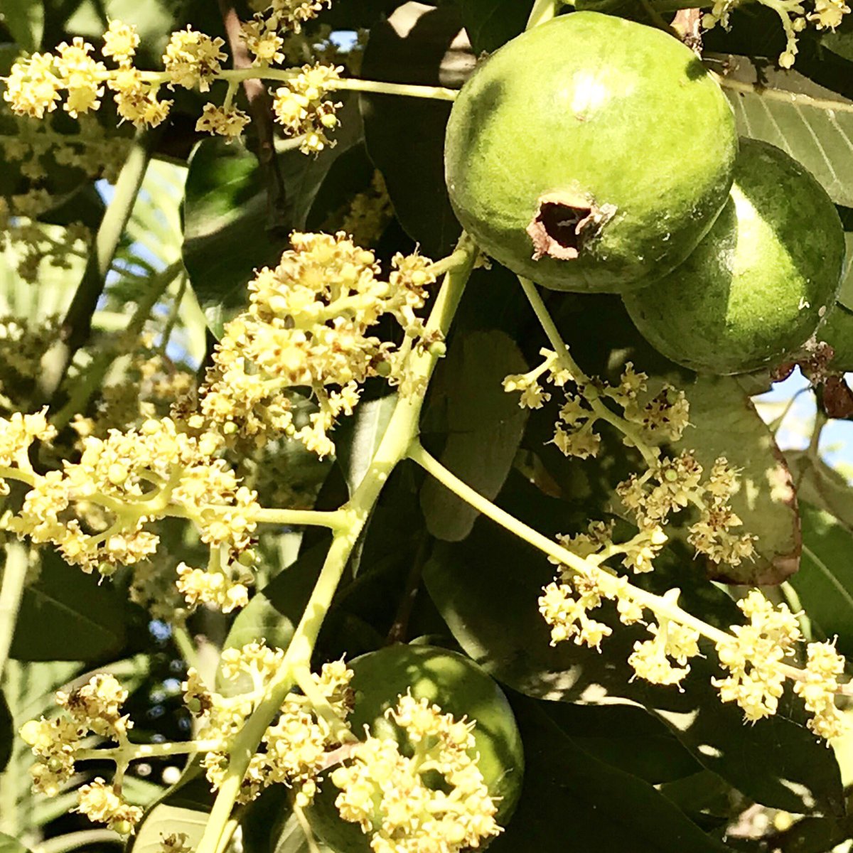 No miracle, this! Mango Flowers maturing into Guava Fruits One branch each of the two trees grew up together 