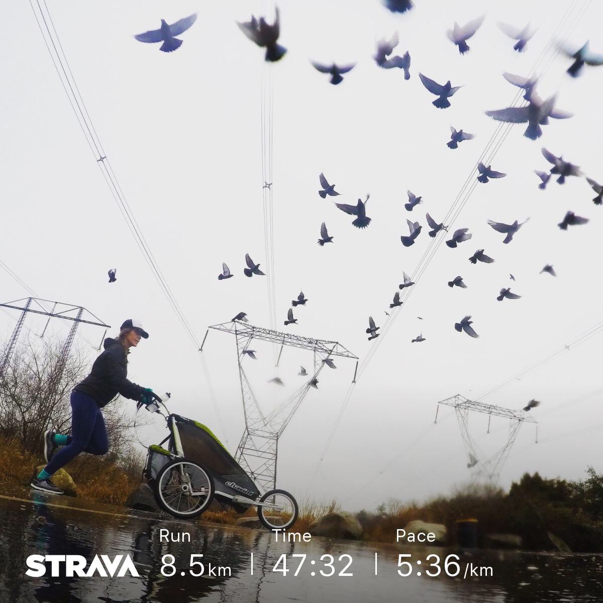 briehemingway's tweet photo. Sorry pigeons, I couldn’t resist! 😆 ... but you were in a parking lot so I’m sure it wasn’t your first disruption. #bibchat #altrarunning #zerolimits #seemerlag #joggingstroller #runningstroller #momswhorun #runningmom #getfit #fitness #runningshoes #runningday #runningmama https://t.co/u60FD8Ou28