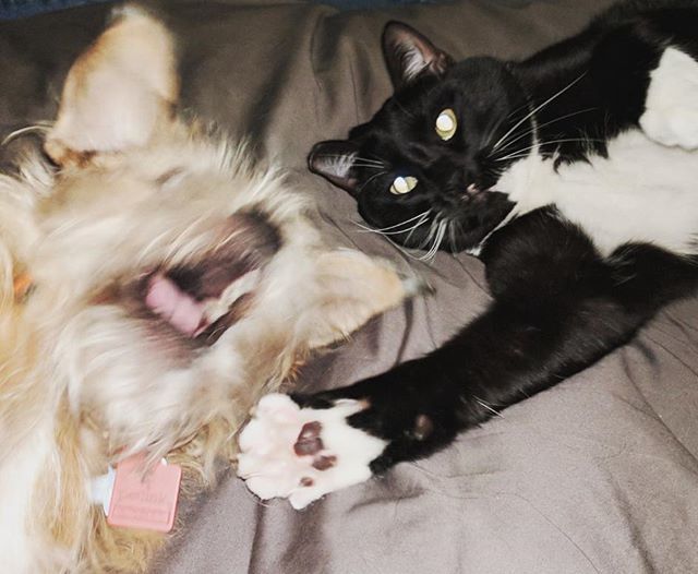 ChesneyHawkes's tweet photo. Killer cat! #Whollop #Guercha https://t.co/cvK2qdLdvJ https://t.co/DLvJxpXnqn