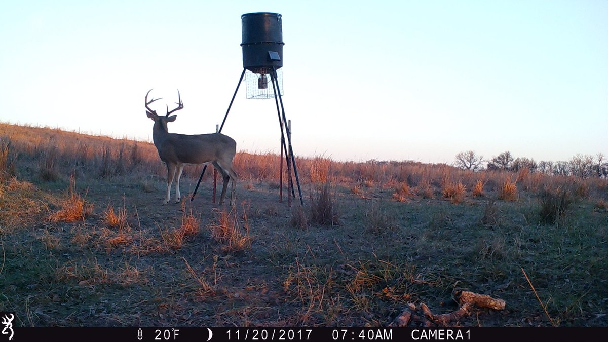 DMcG1ll's tweet photo. I was so excited to put this ole boy down, I’ve been watching him since October finally caught up with him back in November. #ChasingNovember #BUC “Brothers Under Christ” https://t.co/1zFvyGaTGT