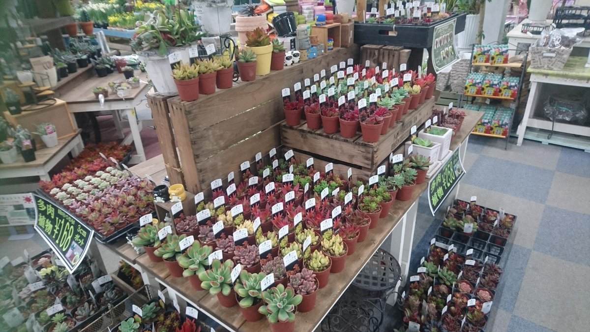 ガーデンセンター千葉ニュータウン店】 ぽってりかわいい多肉植物は