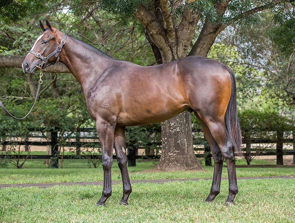 Andromeda_AUS's tweet photo. #SALES Lot 123 #Inglis Classic Feb 11th #SmartMissile #Colt (planned by Peter Jenkins) full bro to equal 2nd top sale ($280,000) at '17 MM's Ready2Race – Nicer colt than younger bro to #SnowyWorld - > Pedigree https://t.co/5P6QoDhI56   #rsbarry #thoroughbred #horses #arrowfield https://t.co/GgkmZU1ANL