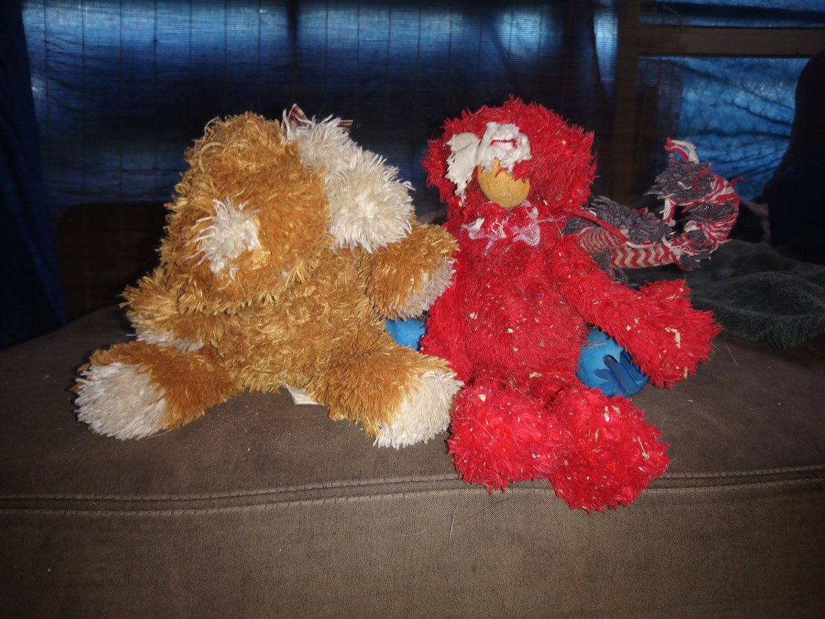 Poppy_MindDogAU's tweet photo. Mum's cleaning up my toy graveyard...🙈
I deaded 'em good 😉
The faceless survivors pay their respects to their dear departed comrades 😪
#FarewellDearFriends #ChewToys #WhattaMess #DogDays https://t.co/pOZniMDfU8