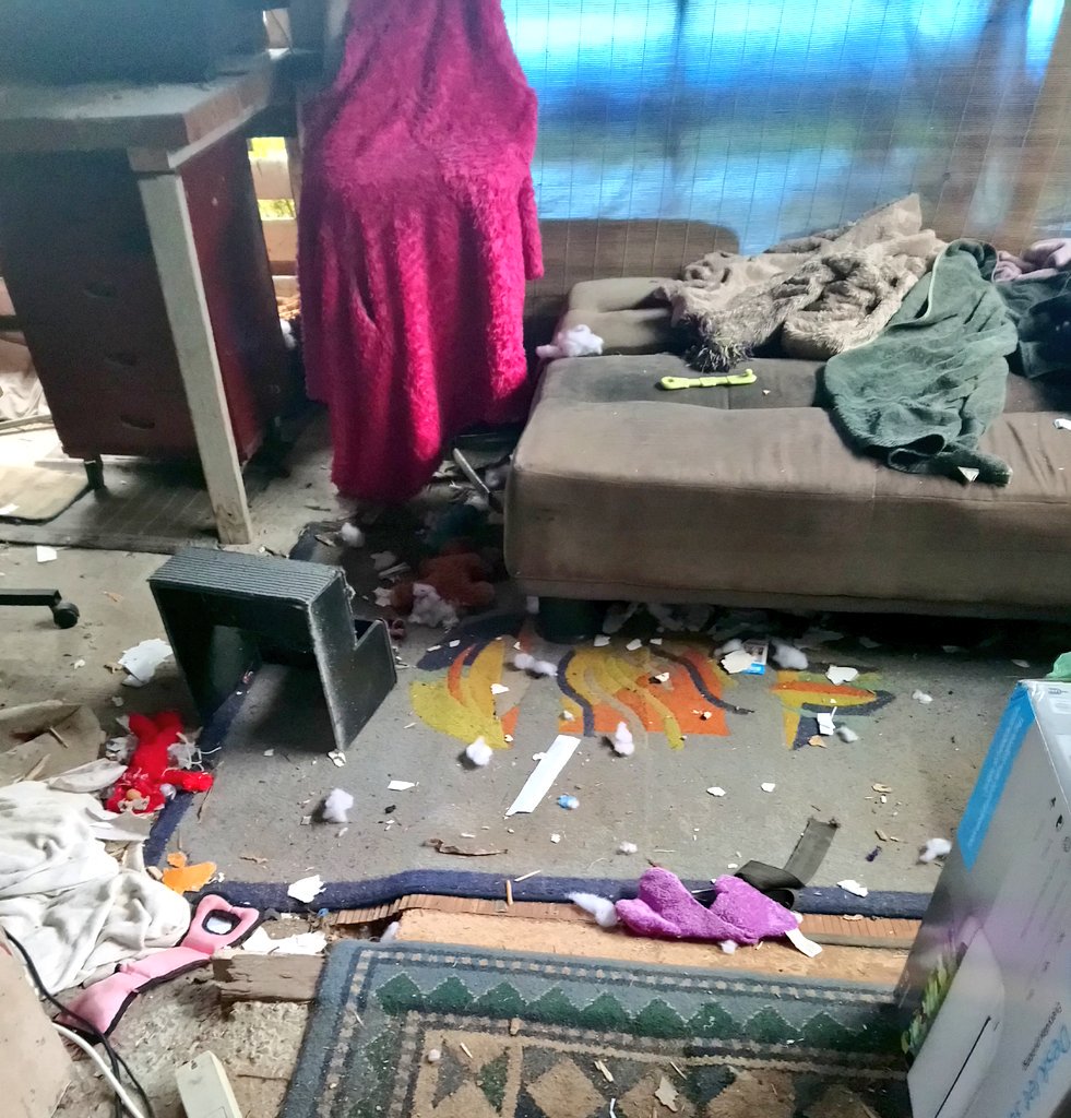 Poppy_MindDogAU's tweet photo. Mum's cleaning up my toy graveyard...🙈
I deaded 'em good 😉
The faceless survivors pay their respects to their dear departed comrades 😪
#FarewellDearFriends #ChewToys #WhattaMess #DogDays https://t.co/pOZniMDfU8