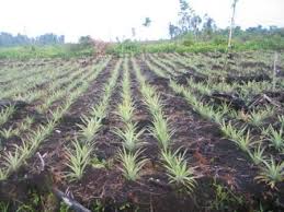 Buah nanas memiliki rasa manis dan asam sehingga kesan yang akan anda dapat segar. Pada kesempatan kali ini SuksesBudidaya.com  akan membagikan paduan cara menanam nanas dibawah ini :
suksesbudidaya.com/2018/02/02/car…