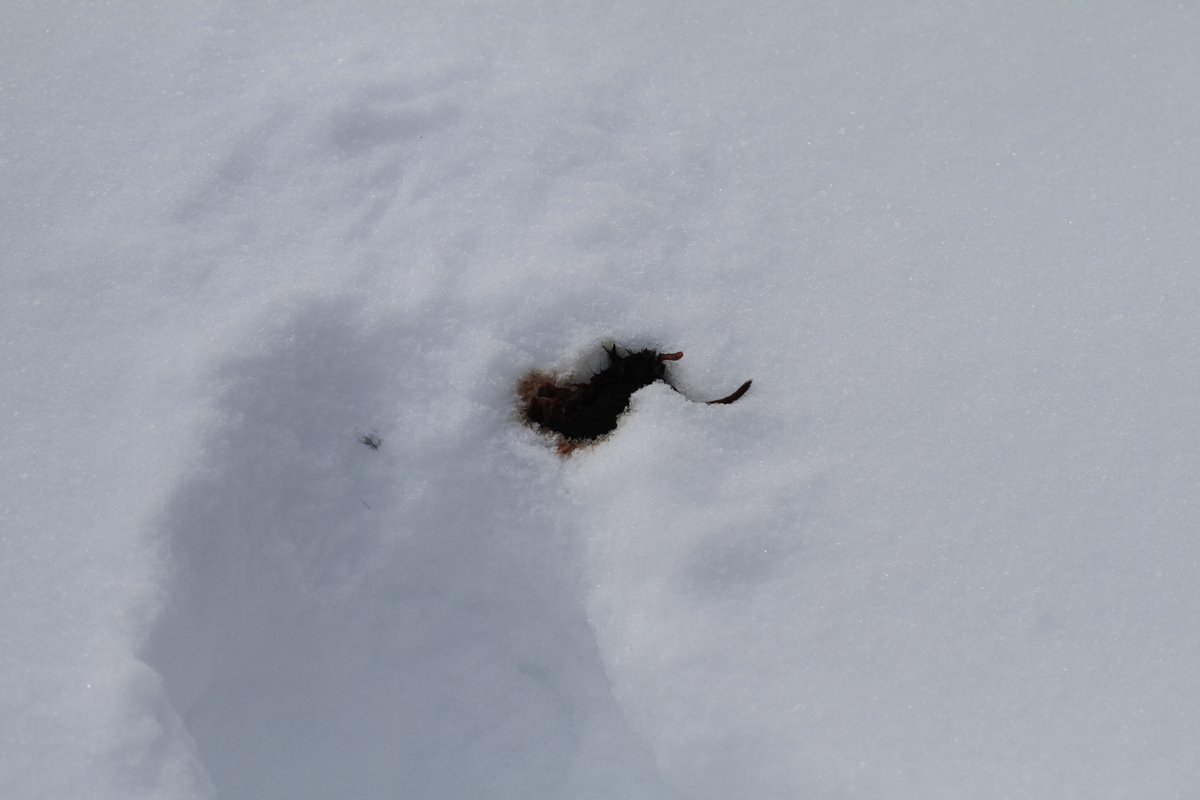 Musca キタキツネやエゾシカ の足跡や ウサギ の足跡とか 色々足跡探すのも楽しかった 小さいのは鳥かな ネズミかな とか 食べかけで放置したネズミの死骸があって キツネなんかあったのかな とか考えたり