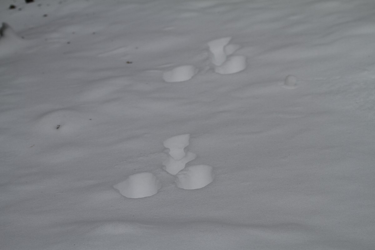 Musca キタキツネやエゾシカ の足跡や ウサギ の足跡とか 色々足跡探すのも楽しかった 小さいのは鳥かな ネズミかな とか 食べかけで放置したネズミの死骸があって キツネなんかあったのかな とか考えたり