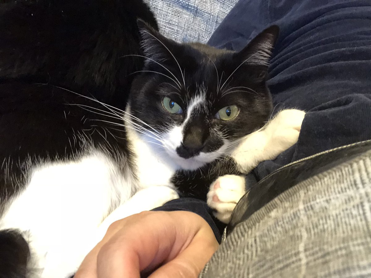 響介 リュック 猫マスターは僕の みんな わたしの 僕 ぼくはみんなのもの