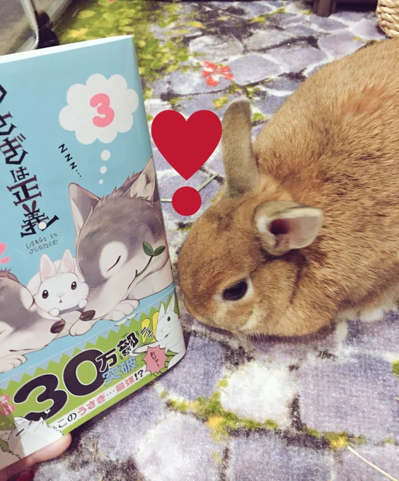 可愛い可愛い「うさぎは正義 3巻」購入しました(〃ω〃)うさぎ好きにはたまらない一冊です!
うちのうさまるさんも、興味しんしんのようで?ボス可愛いね❤️?
#うさぎ 