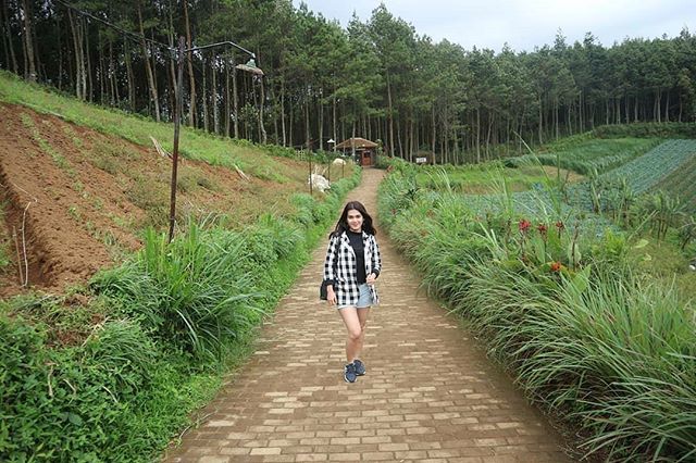 Bukit Moko tweet media