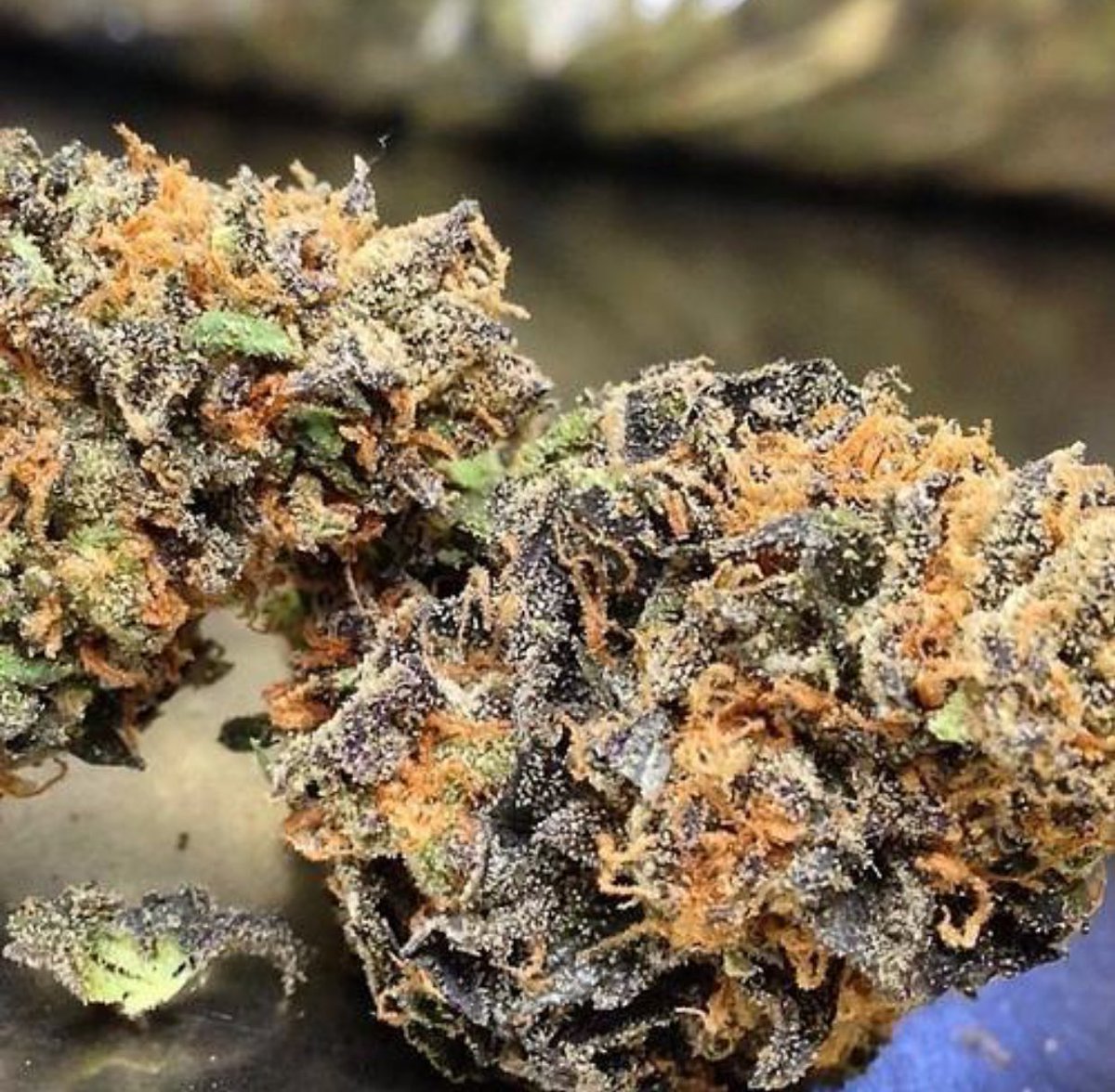 mzstoned's tweet photo. I have a human right to choose cannabis as a medicine https://t.co/aWwQfM36oT