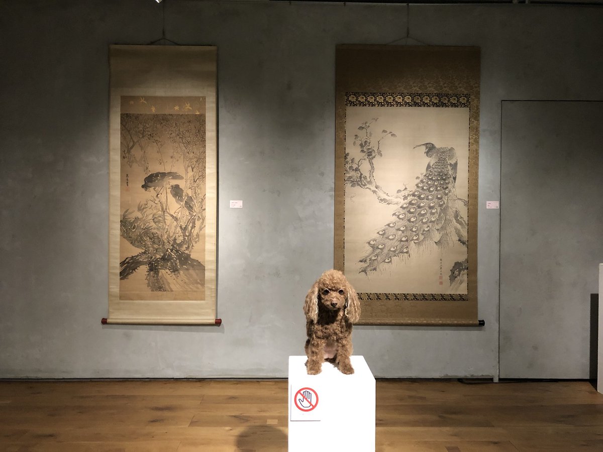 はろるど Twitter પર アニマルワールド 加島美術へ 今日スタート 日本画で楽しむ動物園 干支に因む犬も 応挙のわんこが断然に可愛いですね 場内 一部の作品を除き 撮影も可能です 若冲 蘆雪に応挙と 江戸絵画祭りでもある 昨年に話題を集めた渡邊省