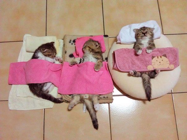 netgeekAnimal's tweet photo. お昼寝タイム https://t.co/OaWgZmBhmh