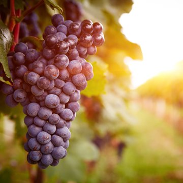 EMIS_News's tweet photo. Slovenian govt supports #fruit, #wine growers with EUR 7m over frost in 2017 #EmergingMarkets #Slovenia #agriculture #news https://t.co/Od74GyzAkc https://t.co/LCzErpTRfG