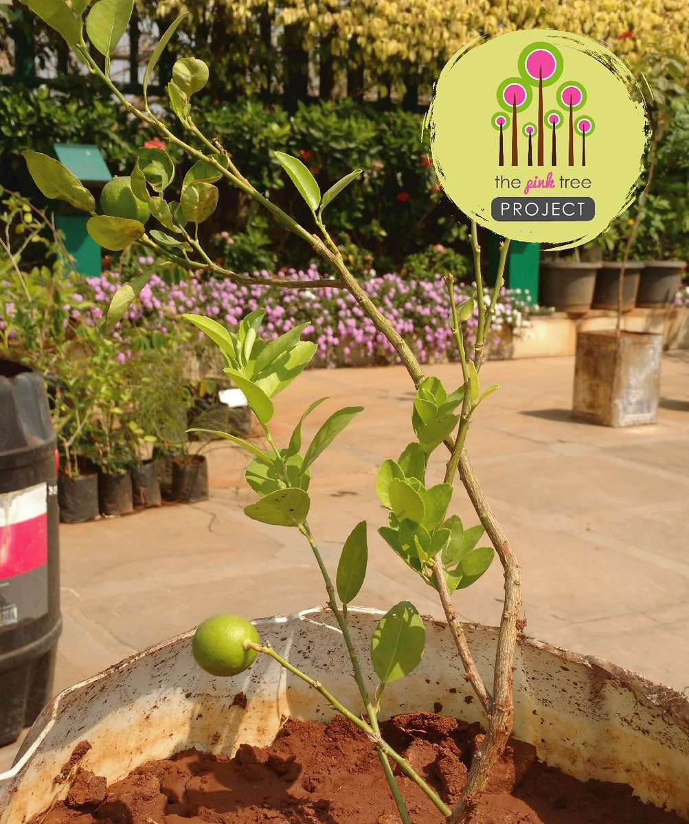VHomestays's tweet photo. Sustainable travel is of great importance to us, &amp; that extends to all aspects of life. That’s why we’re proud supporters of The Pink Tree Project, an initiative working to restore the city’s lungs one tree &amp; one urban farm at a time. Visit https://t.co/Ngp3nl28YQ for more! https://t.co/KFOFv5zT3Y