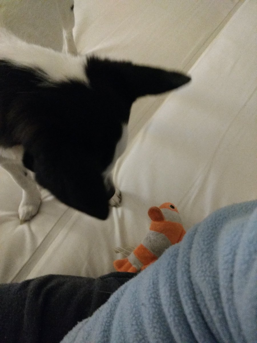 sofiamondego's tweet image. Bom dia para vc que já acordou cansado com esse peixinho:)