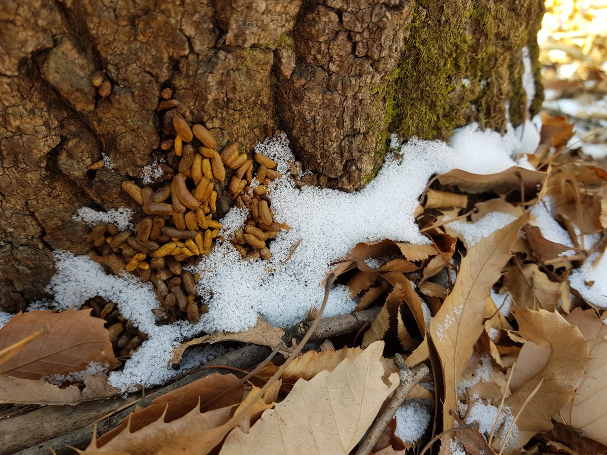 #성남시 환경정책과에서 오늘 이매동, 수내동, 율동공원 방면에서 포유류 모니터링을 하였습니다. 고라니 발자국 ,멧토끼 배설물과 멧돼지 흔적, 하늘다람쥐 배설물 등이 발견되었습니다.