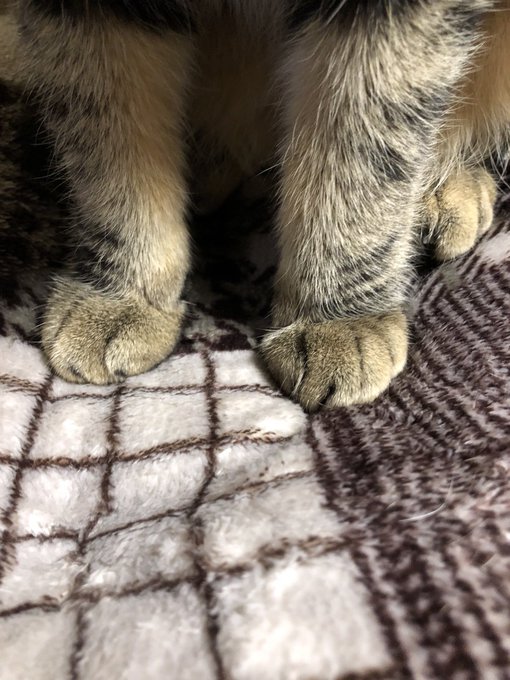 けしかラインのtwitterイラスト検索結果 古い順