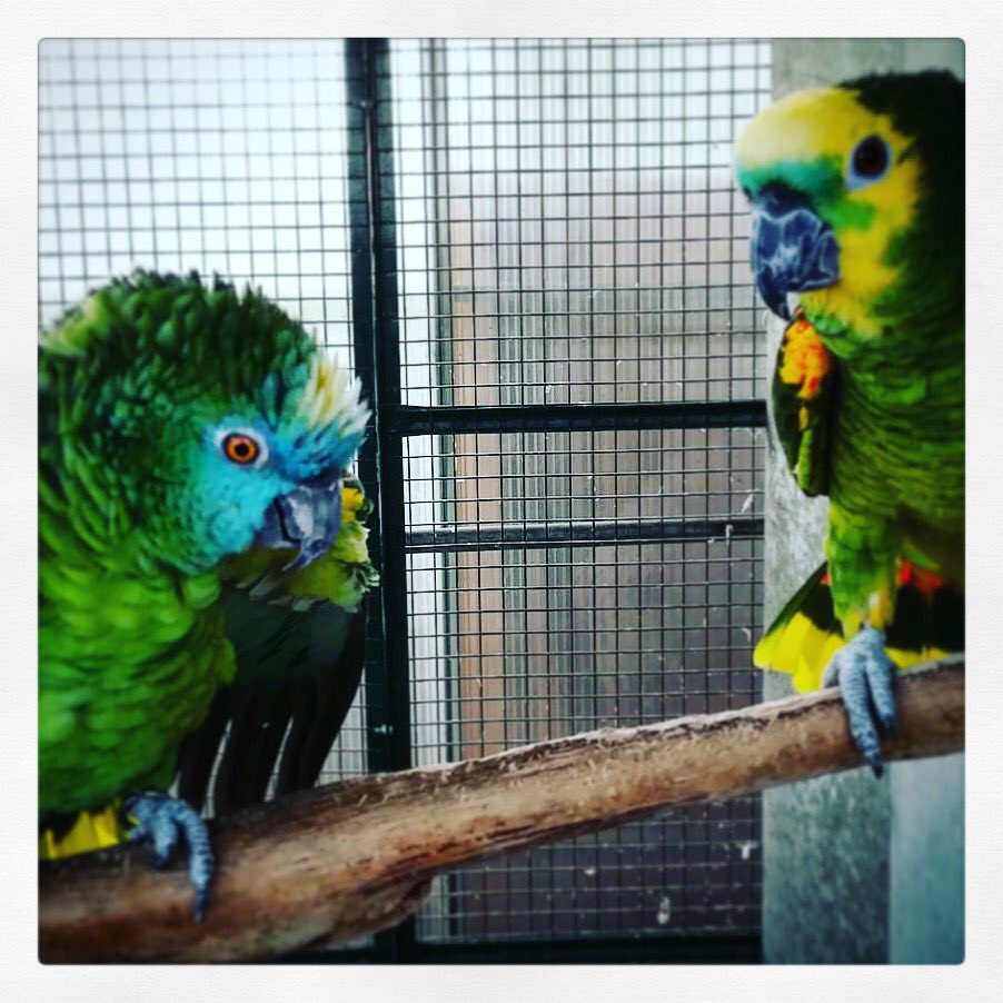 dolcelunaMilano's tweet photo. #Agriturismo #Dolceluna. Buon sabato da i nostri amici #pappagalli
#turismo #milano #booking #bedandbrekfast #bnb #airbnb #trioadvisor #booking #lombardia #inlombardia #greentourism https://t.co/gQ74Y7NPSf
