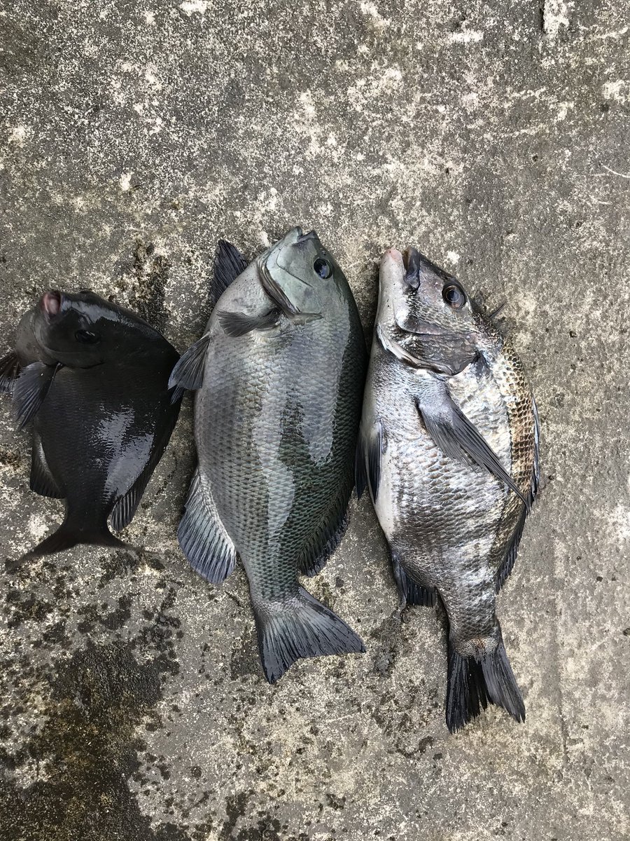 ガシラハンター 中潮 朝イチだけグレの反応がいい タナは4ヒロ半遊動 ハリス1 5号 尾長グレ30cm クチブトグレ35cm 黒鯛40cm 日が登り切ってからは全誘導でチヌ狙うつもりが爆風でストップフィッシング グレとチヌのタナが違いすぎて狙って釣れるのも