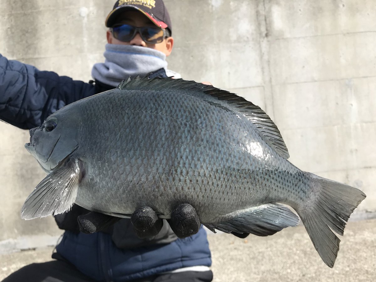 ガシラハンター 中潮 朝イチだけグレの反応がいい タナは4ヒロ半遊動 ハリス1 5号 尾長グレ30cm クチブトグレ35cm 黒鯛40cm 日が登り切ってからは全誘導でチヌ狙うつもりが爆風でストップフィッシング グレとチヌのタナが違いすぎて狙って釣れるのも